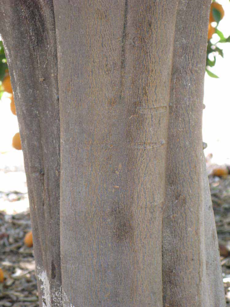            Bark (Riverside, CA)   